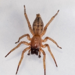 Clubiona sp. (genus) at Jerrabomberra, NSW - 29 Dec 2021