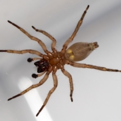 Clubiona sp. (genus) at Jerrabomberra, NSW - suppressed