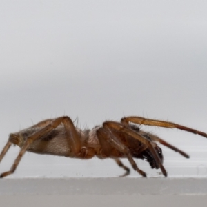 Clubiona sp. (genus) at Jerrabomberra, NSW - suppressed