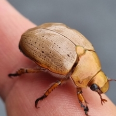 Anoplognathus pallidicollis (Cashew beetle) at Molonglo Valley, ACT - 7 Jan 2022 by AaronClausen