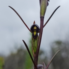 Orthoceras strictum (Horned Orchid) at Jerrawangala, NSW - 6 Jan 2022 by RobG1