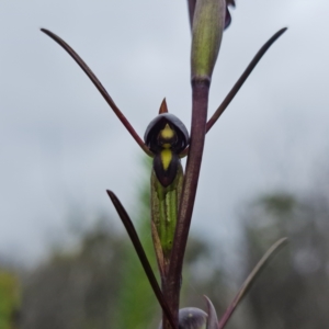 Orthoceras strictum at Jerrawangala, NSW - 6 Jan 2022