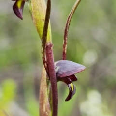 Orthoceras strictum at Jerrawangala, NSW - 6 Jan 2022