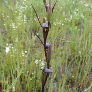 Orthoceras strictum at Jerrawangala, NSW - 6 Jan 2022