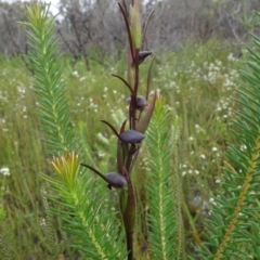 Orthoceras strictum at Jerrawangala, NSW - suppressed