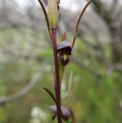 Orthoceras strictum at Jerrawangala, NSW - 6 Jan 2022