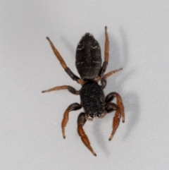 Holoplatys sp. (genus) at Jerrabomberra, NSW - suppressed