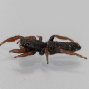 Holoplatys sp. (genus) at Jerrabomberra, NSW - 29 Dec 2021
