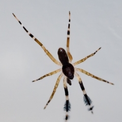 Cycloctenus sp. (genus) at Jerrabomberra, NSW - suppressed