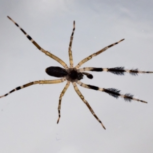 Cycloctenus sp. (genus) at Jerrabomberra, NSW - suppressed