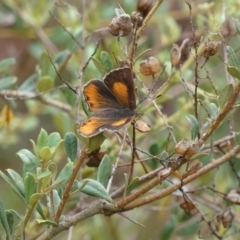 Paralucia pyrodiscus (Fiery Copper) at Jerrabomberra, NSW - 7 Jan 2022 by SteveBorkowskis