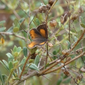 Paralucia pyrodiscus at Jerrabomberra, NSW - 7 Jan 2022