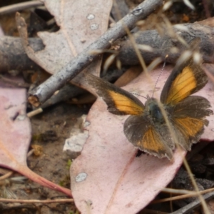 Paralucia pyrodiscus at Jerrabomberra, NSW - 7 Jan 2022