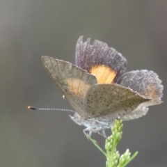 Paralucia pyrodiscus at Jerrabomberra, NSW - 7 Jan 2022