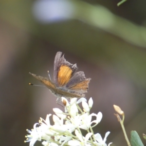 Paralucia pyrodiscus at Jerrabomberra, NSW - 7 Jan 2022