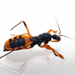 Ectomocoris patricius (Ground assassin bug) at Jerrabomberra, NSW - 19 Dec 2021 by MarkT