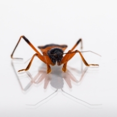 Ectomocoris patricius at Jerrabomberra, NSW - suppressed