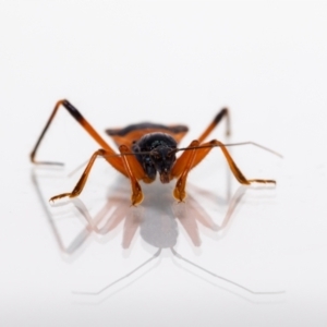 Ectomocoris patricius at Jerrabomberra, NSW - suppressed