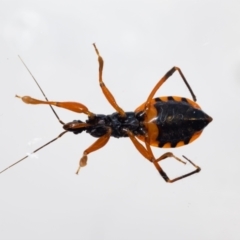 Ectomocoris patricius at Jerrabomberra, NSW - suppressed