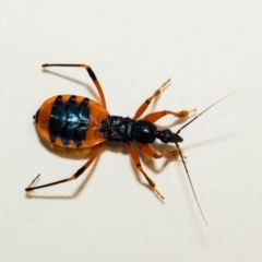 Ectomocoris patricius at Jerrabomberra, NSW - 20 Dec 2021