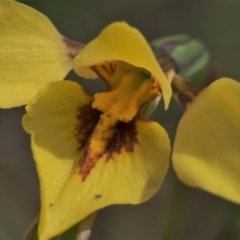 Diuris chryseopsis (Golden Moth) at Mount Taylor - 19 Sep 2021 by BarrieR