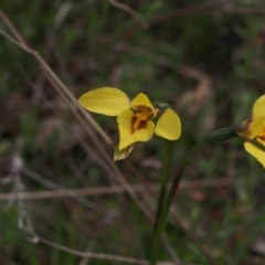 Diuris chryseopsis at Kambah, ACT - 19 Sep 2021