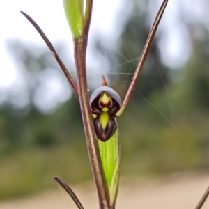 Orthoceras strictum at Jerrawangala, NSW - suppressed
