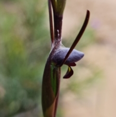 Orthoceras strictum at Jerrawangala, NSW - suppressed