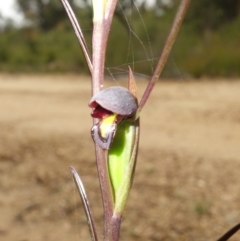 Orthoceras strictum at Jerrawangala, NSW - suppressed