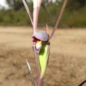 Orthoceras strictum at Jerrawangala, NSW - suppressed