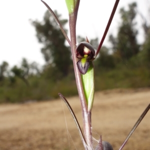 Orthoceras strictum at Jerrawangala, NSW - 6 Jan 2022