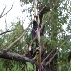 Orthoceras strictum at Jerrawangala, NSW - suppressed