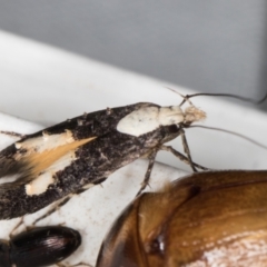 Trachydora (genus) nr pygaea at Melba, ACT - 2 Jan 2022