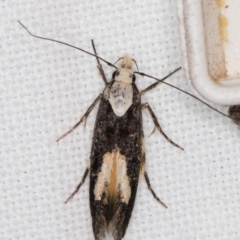 Trachydora sp. nr pygaea at Melba, ACT - 2 Jan 2022