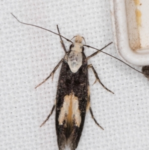 Trachydora (genus) nr pygaea at Melba, ACT - 2 Jan 2022