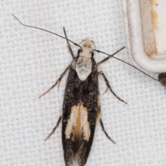 Trachydora (genus) at Melba, ACT - 2 Jan 2022