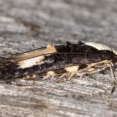 Trachydora (genus) nr pygaea at Melba, ACT - 2 Jan 2022