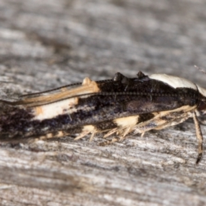 Trachydora (genus) nr pygaea at Melba, ACT - 2 Jan 2022