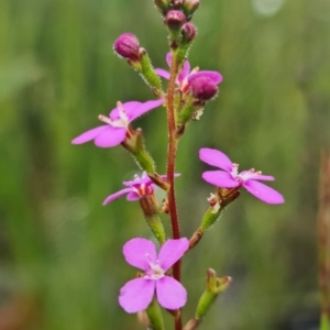 Stylidium lineare at Jerrawangala, NSW - 6 Jan 2022 03:02 PM