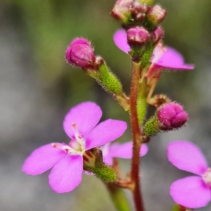 Stylidium lineare at Jerrawangala, NSW - 6 Jan 2022 03:02 PM