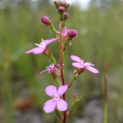 Stylidium lineare at Jerrawangala, NSW - 6 Jan 2022 03:02 PM