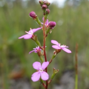 Stylidium lineare at Jerrawangala, NSW - 6 Jan 2022 03:02 PM