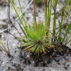 Stylidium lineare at Jerrawangala, NSW - 6 Jan 2022 03:02 PM