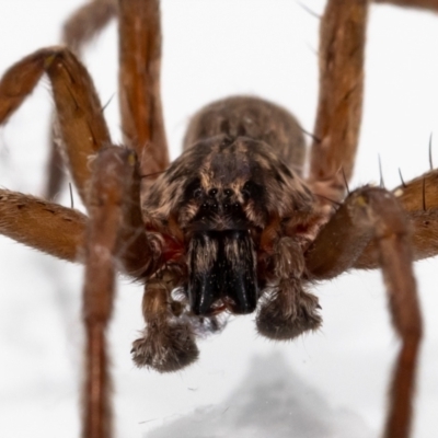 Mituliodon tarantulinus (Prowling Spider) at QPRC LGA - 16 Dec 2021 by MarkT