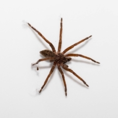 Mituliodon tarantulinus at Jerrabomberra, NSW - 16 Dec 2021