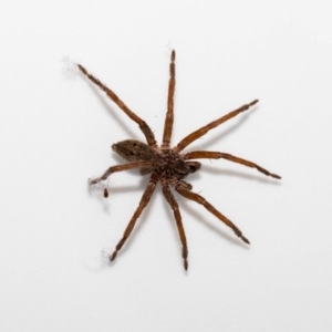 Mituliodon tarantulinus at Jerrabomberra, NSW - 16 Dec 2021