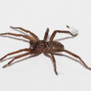 Mituliodon tarantulinus at Jerrabomberra, NSW - 16 Dec 2021