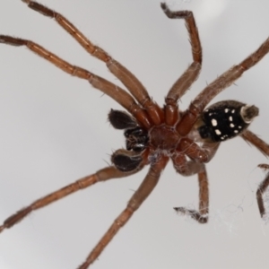 Mituliodon tarantulinus at Jerrabomberra, NSW - 16 Dec 2021