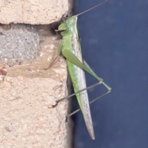 Conocephalus upoluensis at Higgins, ACT - 3 Jan 2022 03:02 AM