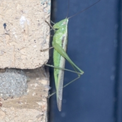 Conocephalus upoluensis at Higgins, ACT - 3 Jan 2022 03:02 AM